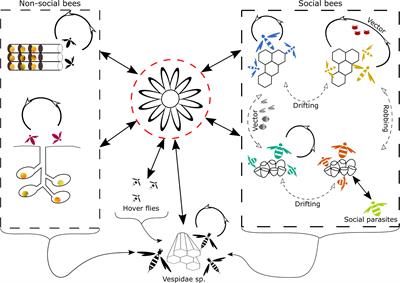 Bee Viruses: Routes of Infection in Hymenoptera